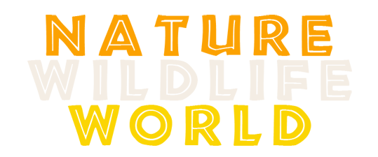 Nature Wildlife World Logo