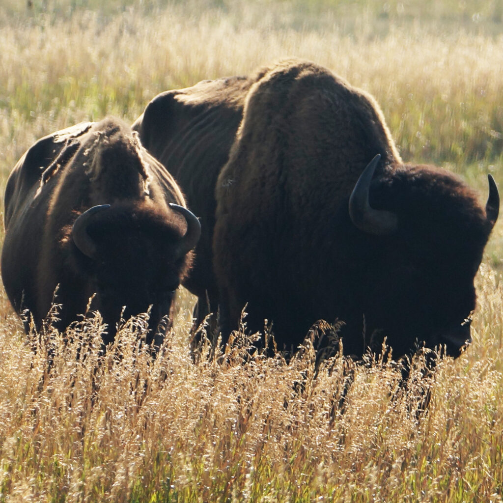 Bisons Lamar Valley Summer 2025 Photograph by Dennis Sotolongo
