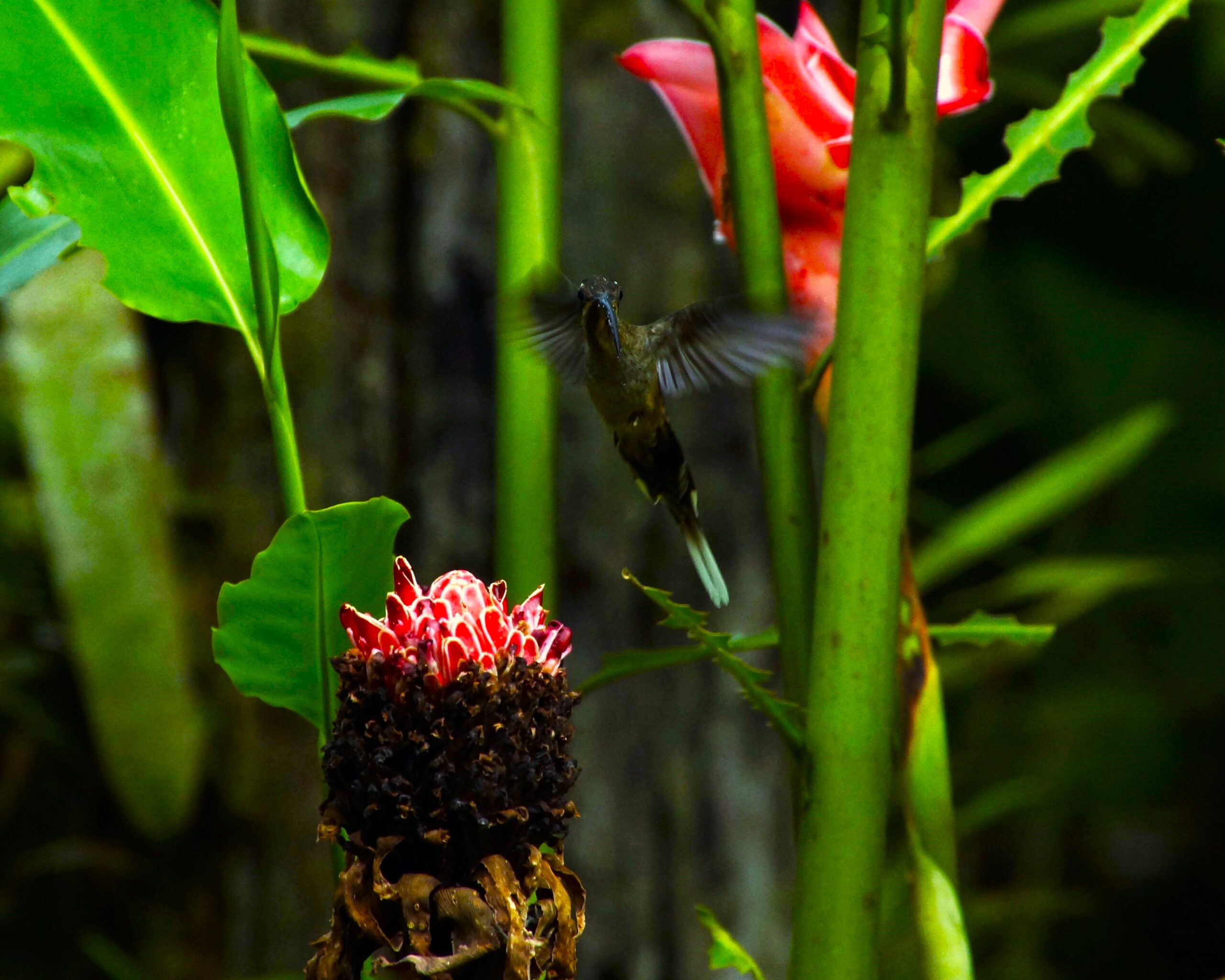 Face to face with a hummingbird