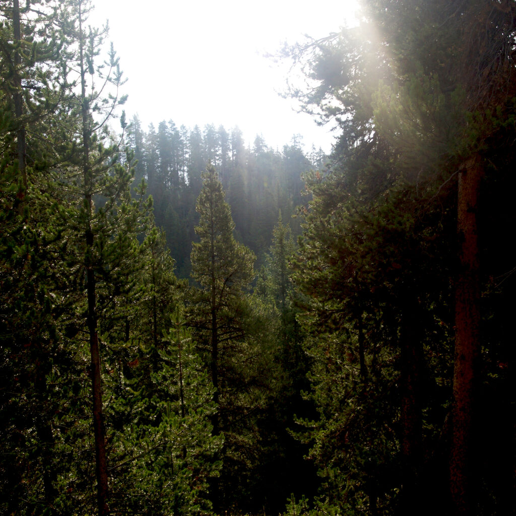 Forrestry at Yellowstone Tower Junction Summer 2025 Photograph by Dennis Sotolongo