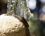 Squirrel Treefrog 1.jpg