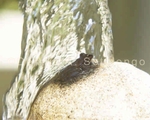 Squirrel Treefrog 3.jpg