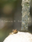 Squirrel Treefrog 6.jpg