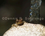 Squirrel Treefrog 7.jpg