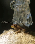 Squirrel Treefrog 17.jpg