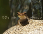Squirrel Treefrog 24.jpg