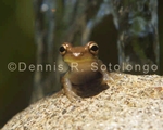 Squirrel Treefrog 25.jpg