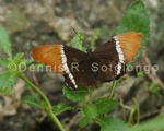Brown Siproeta 1.jpg