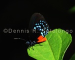 Atala Butterfly 10.jpg