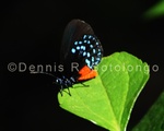 Atala Butterfly 11.jpg