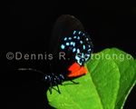 Atala Butterfly 12.jpg