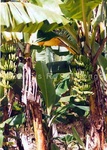 Banabas Trees 1.jpg