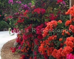 Bougainvillea 1.jpg