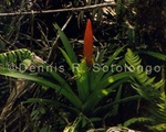 Bromeliad 1.jpg