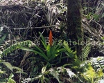 Bromeliad 2.jpg