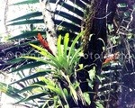 Bromeliad 4.jpg