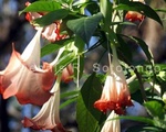 Brugmansia 1.jpg