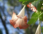 Brugmansia 2.jpg