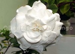 Gardenia 1.jpg