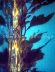 Giant Kelp 1.jpg