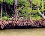 Mangrove 1.jpg