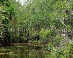 Mangrove 4.jpg