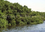 Mangrove 7.jpg