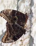 Blue Morpho Butterfly 3.jpg