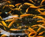 Koi Fish 5.jpg