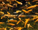 Koi Fish 6 .jpg