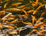 Koi Fish 7 .jpg