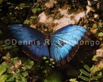 Blue Morpho Butterfly 6 .jpg