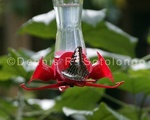 Blue Clipper 1 Nectaring .jpg