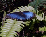Blue Morpho Butterfly 8.jpg