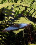 Blue Morpho Butterfly 9 .jpg