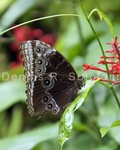 Blue Morpho Butterfly 10 .jpg