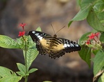 Clipper Butterfly 5 .jpg