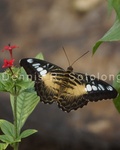 Clipper Butterfly 6 .jpg