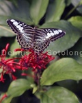 Clipper Butterfly 8 .jpg