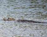 Alligator 35 .jpg