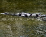 American Crocodile 3 .jpg