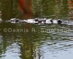 American Crocodile 4 .jpg