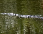 American Crocodile 5 .jpg