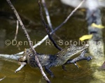 American Crocodile 6 .jpg