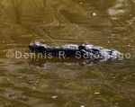 American Crocodile 9 .jpg