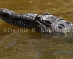 American Crocodile sp.jpg