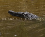 American Crocodile11 .jpg