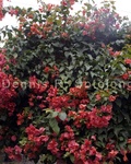 Bougainvillea 2.jpg