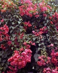 Bougainvillea 5 .jpg