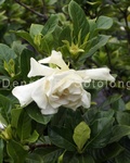Gardenia 4 close-up .jpg